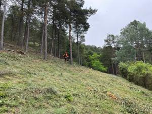 La CHD invierte cerca de 300.000€ en actuaciones de restauración y mejora del monte de Saldaña (Palencia)